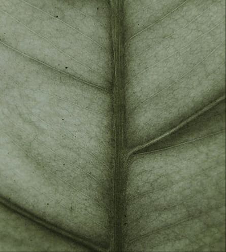 Natural rubber material