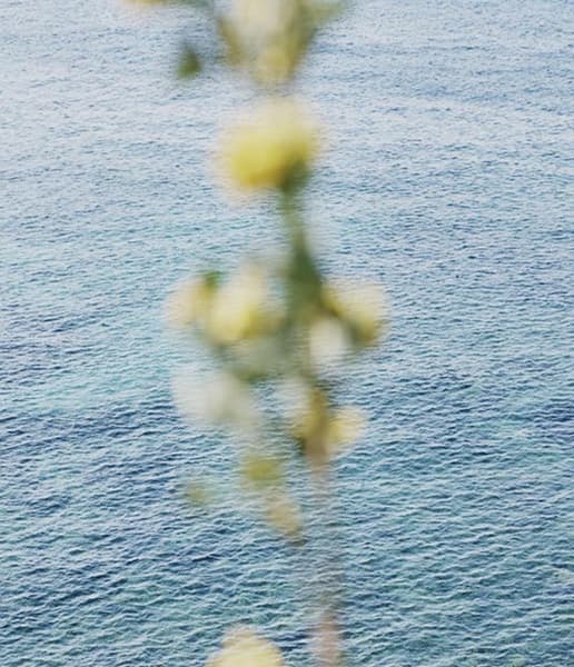 Nature ingredients